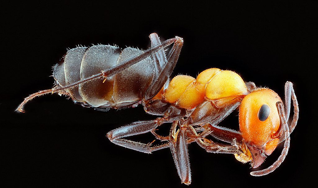 Ant Control service in Kendale Lakes, FL