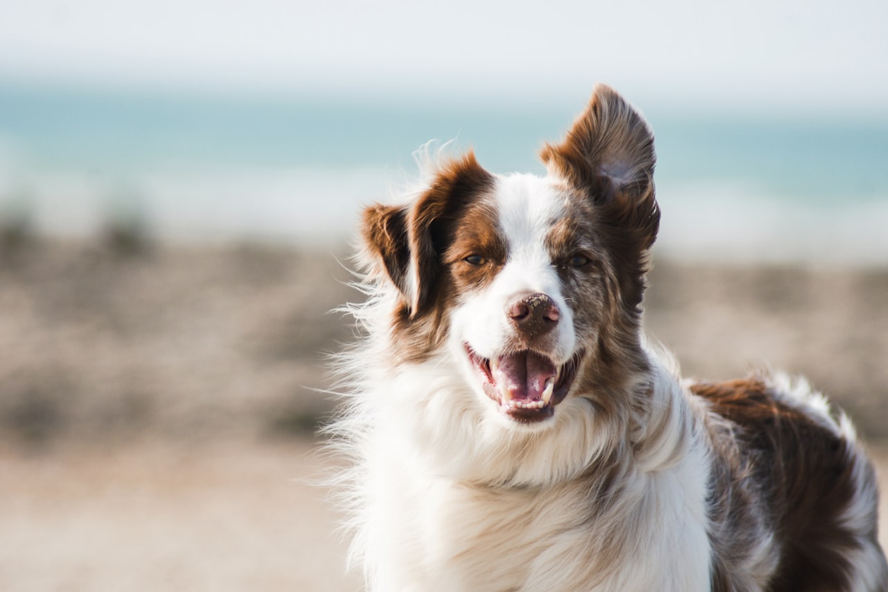 Flea & Tick Control service in Kendale Lakes, FL