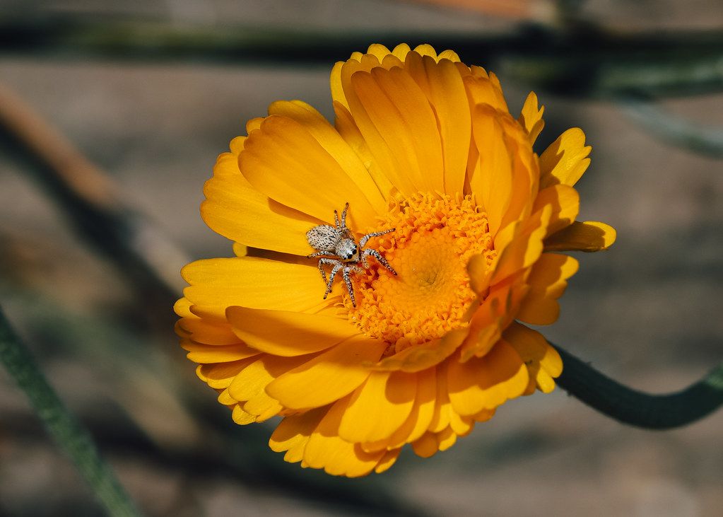 Spider Control service in Kendale Lakes, FL